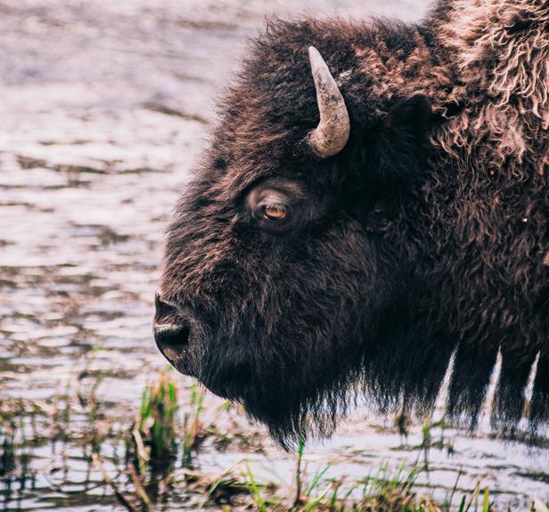Buffalo Faces Cancer Risks: AFFF Lawsuits
