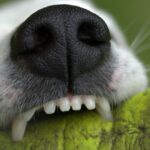 6 Tips to Boost Pain and Suffering Compensation for a Dog Bite Claim