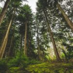 The Importance of Expert Witnesses in Mass Tort Environmental Lawsuits